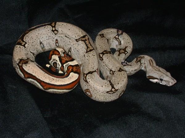 07 Male Reverse Striped Tail