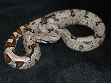 07 Male Surixcol Cross Boa