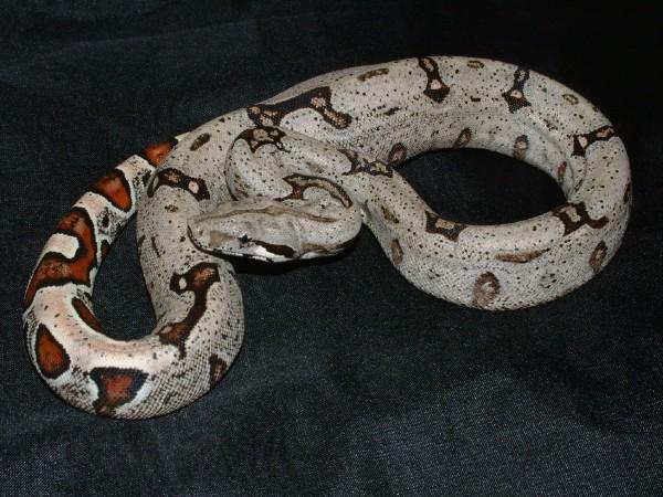 07 Male Surixcol Cross Boa