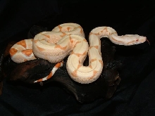 07 Male Sunglow