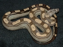 07 Male from Jeremy Stone