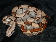 07 Male Jungle