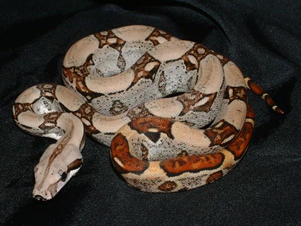 07 Male Jungle