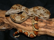 07 Male Pastel Hypo Sib