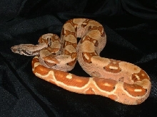 07 Male Poss Sup Salmon
