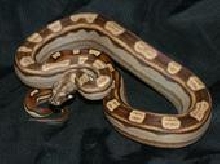 07 Female Motley 66% Het Albino