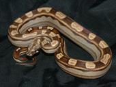 07 Female Motley 66% Het Albino