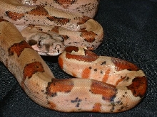 07 Male Hypo Poss Calico