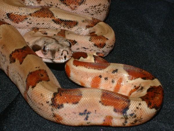 07 Male Hypo Poss Calico