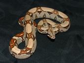 07 Male Jungle Boa