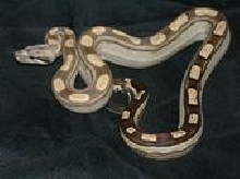 07 Male Motley Boa 66% Het Albino