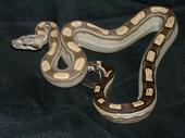 07 Male Motley Boa 66% Het Albino