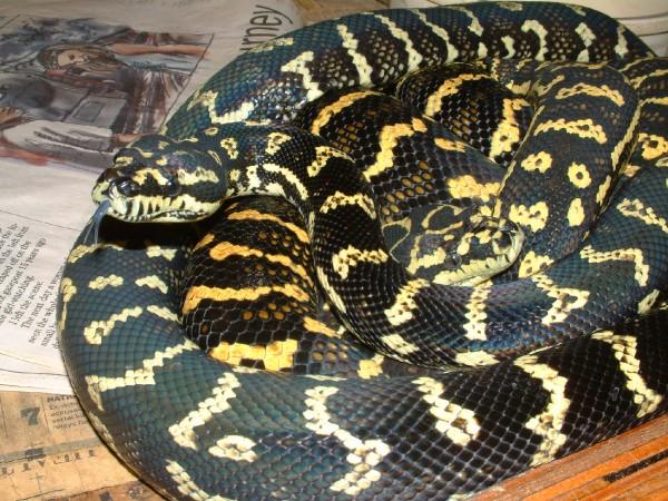 1.1 from alligator adventure