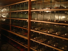15 & 20 Gal Slide in Rack System