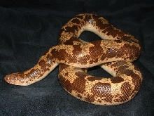 16 my other boas