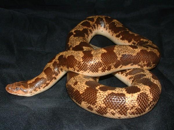 16 my other boas