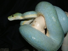 02 female blue aru gtp
