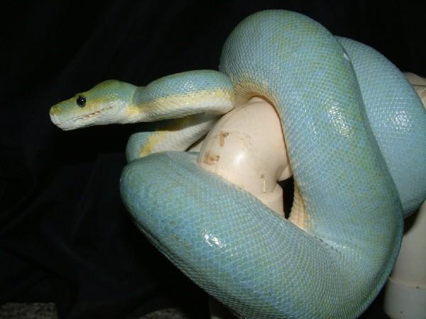 02 female blue aru gtp