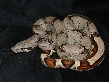 183