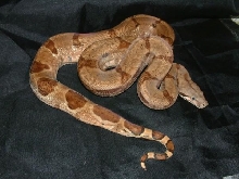 06 hypo ghost sib