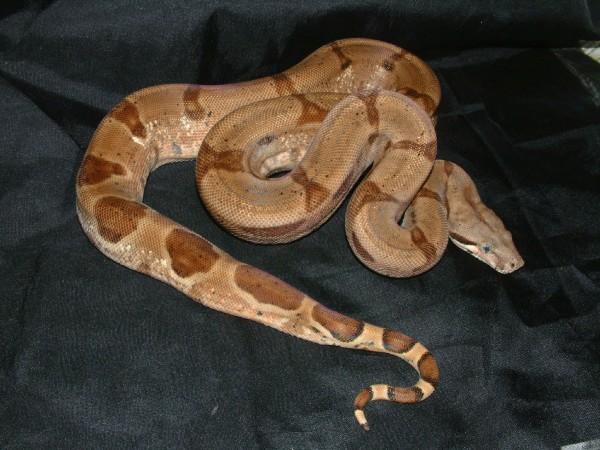 06 hypo ghost sib