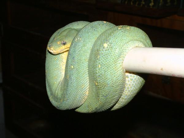 05 female wamena gtp