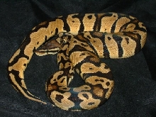 06 female pastel ball