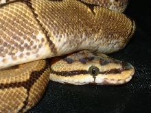 like my green eyes