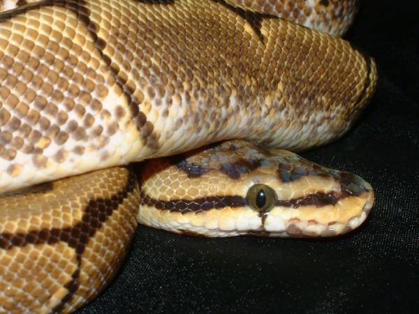 like my green eyes