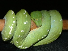 06 male aru gtp
