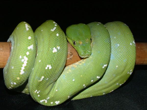 06 male aru gtp