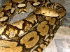 05 female tiger het. albino retic