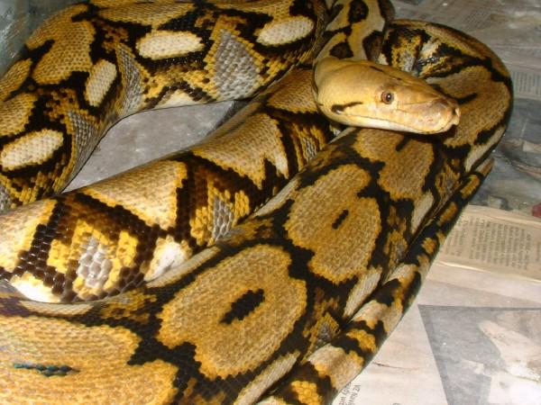05 female tiger het. albino retic