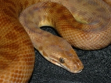 06 female red childrens python