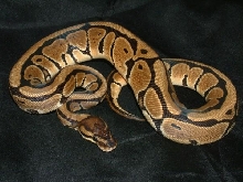 06 female striped ball