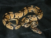 07 male pastel ball