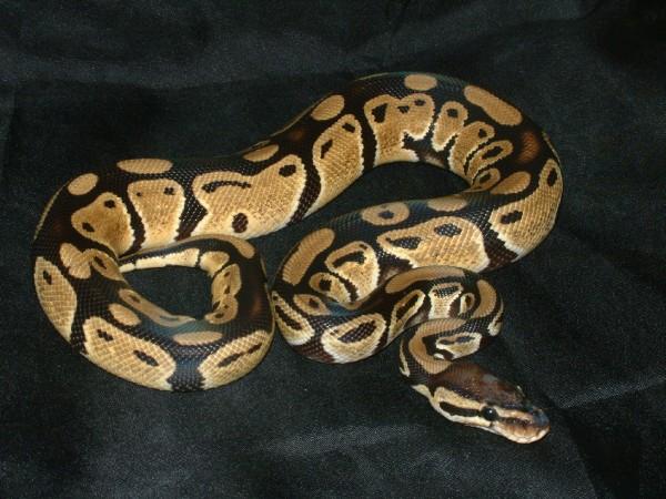 07 male pastel ball