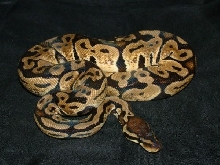 06 female pastel ball