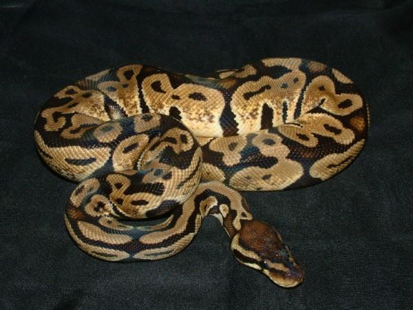 06 female pastel ball