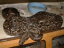 94 Female Argentine Boa