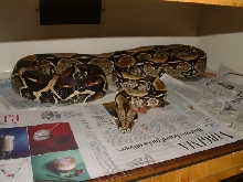 95 Female Amazon Basin Boa