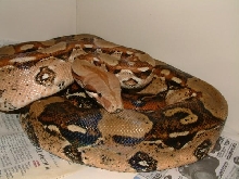 98 Male Pastel