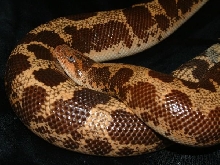98 Female Sand Boa