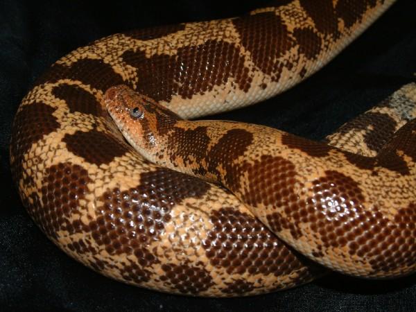 98 Female Sand Boa