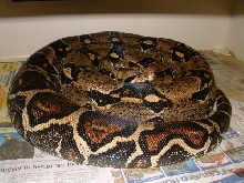 99 Female Boa