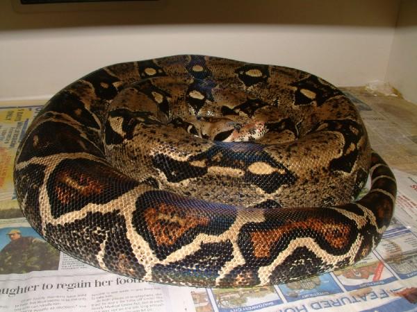 99 Female Boa