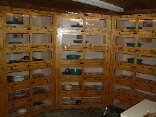 Another group of Boamaster Cages