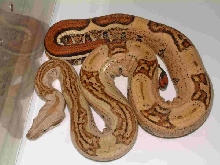 05 Male Harlequin Boa