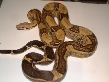 02 Original Male Harlequin