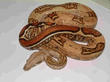 05 Strip Tail Harlequin Boa